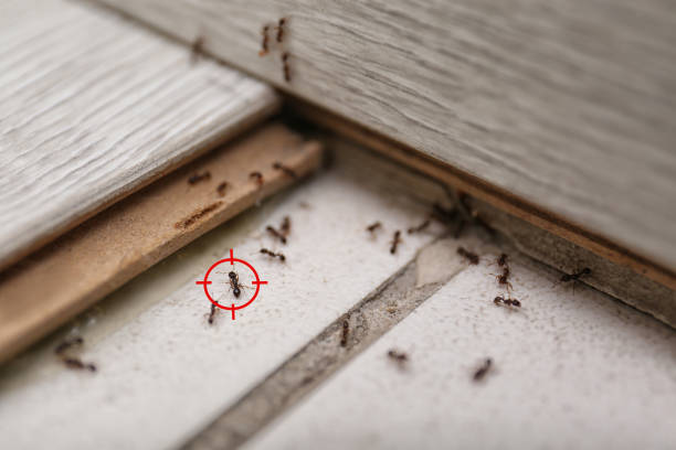 Pest Control for Restaurants in Valley View, PA