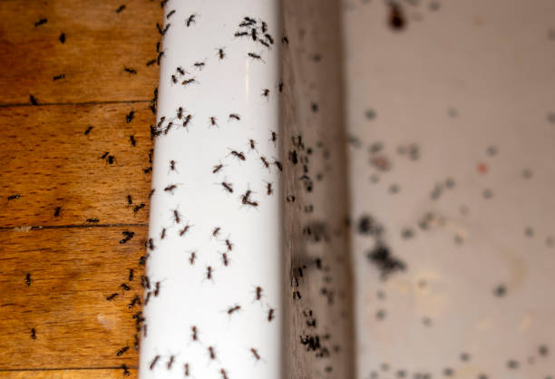 Best Bed Bug Extermination  in Valley View, PA